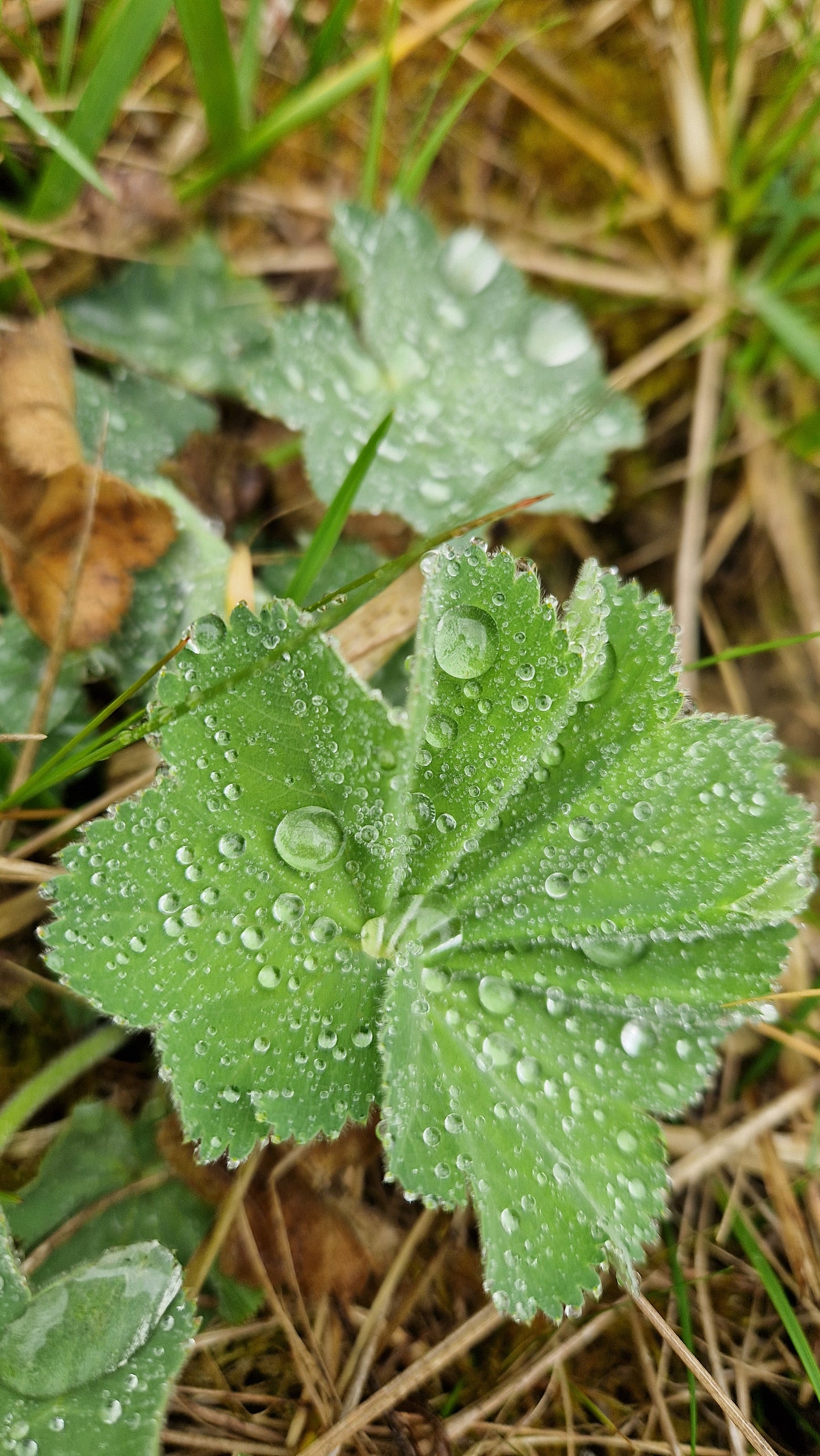 FrauenmantelmitTautropfen.jpg